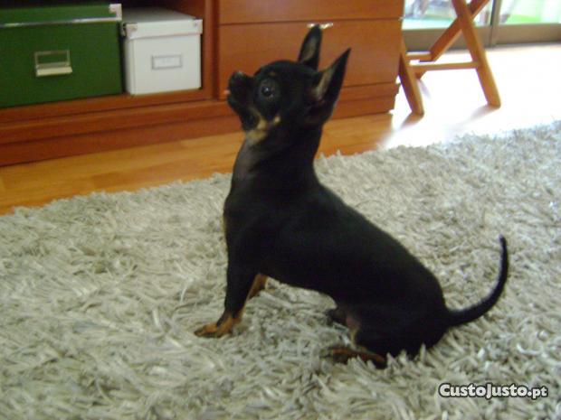chihuahua-12
