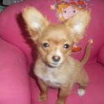 chihuahua-2