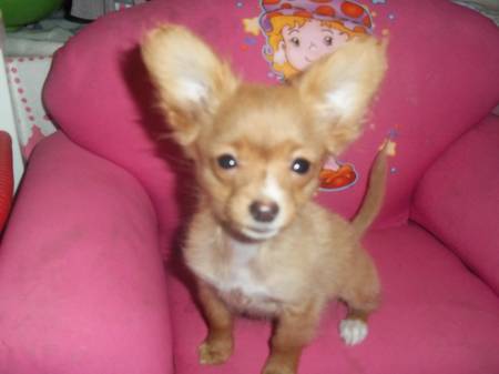 chihuahua-2