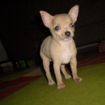 chihuahua-3