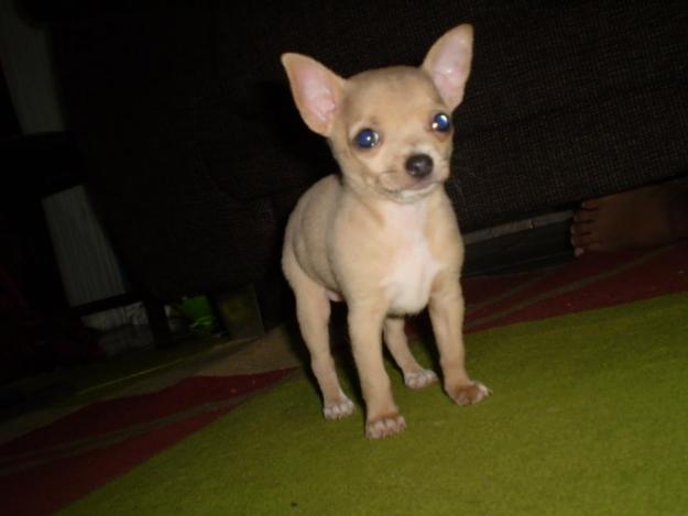 chihuahua-3