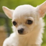 chihuahua-4