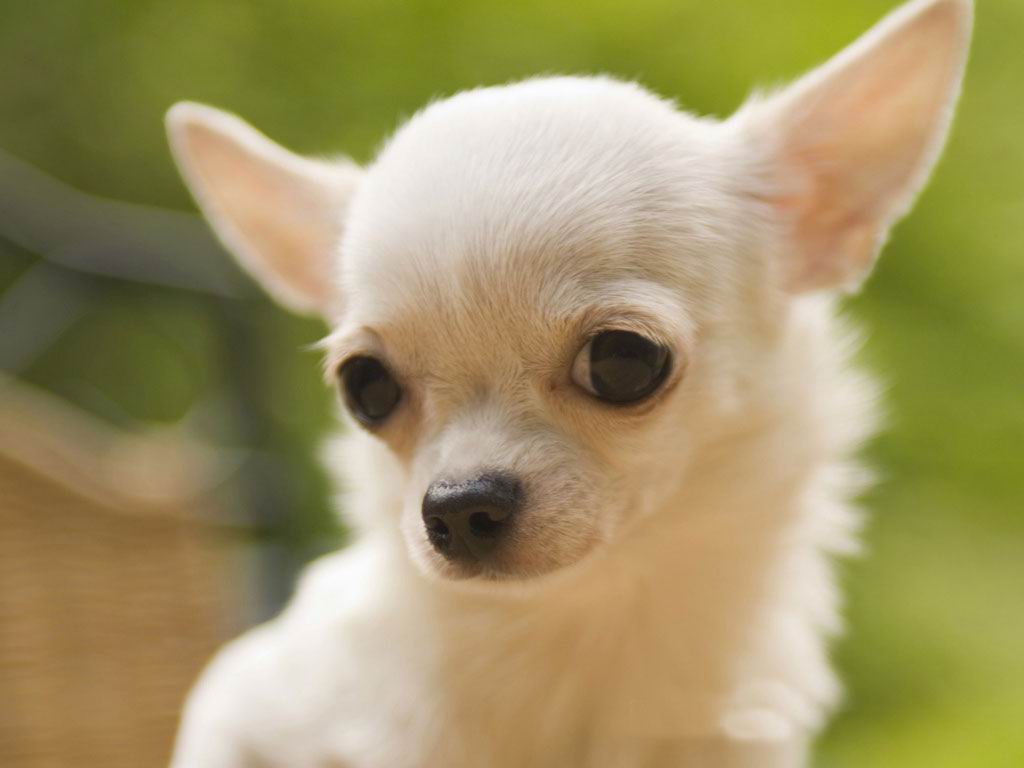 chihuahua-4