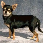 chihuahua-5