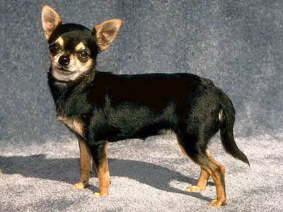 chihuahua-5