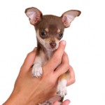 chihuahua-6
