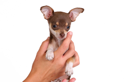 chihuahua-6