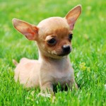 chihuahua-7