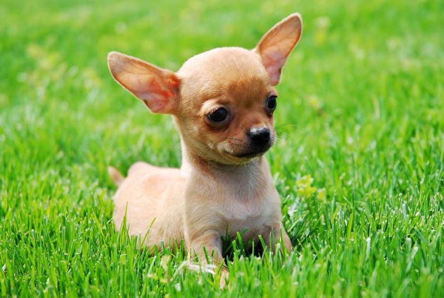 chihuahua-7