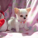 chihuahua-8