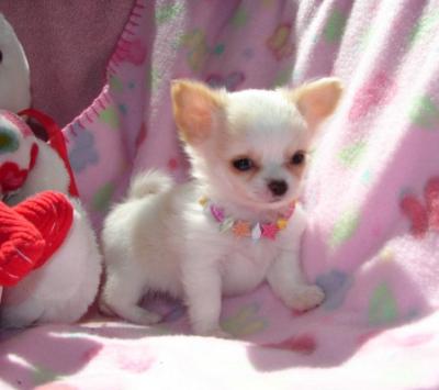 chihuahua-8