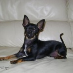 chihuahua-9
