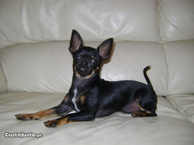 chihuahua-9