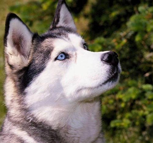 Husky Siberiano