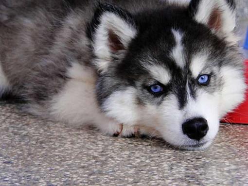 Husky Siberiano
