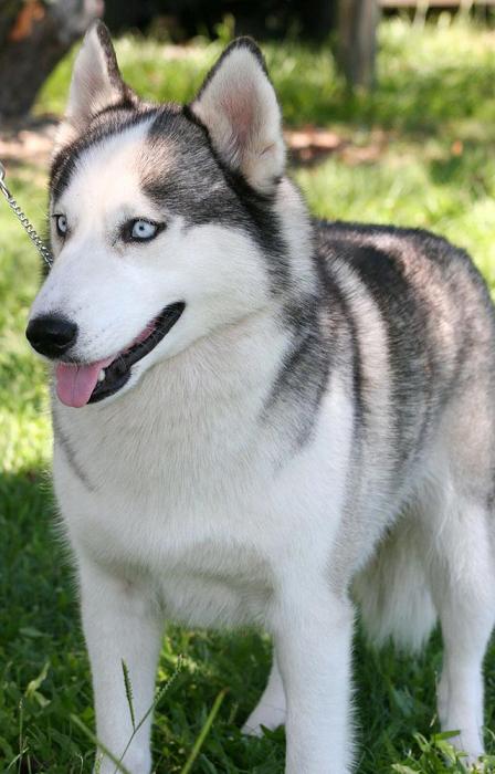 Husky Siberiano