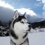 husky-siberiano-1