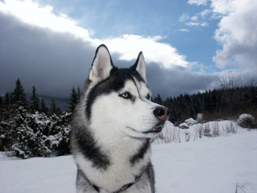 husky-siberiano-1