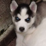 husky-siberiano-10