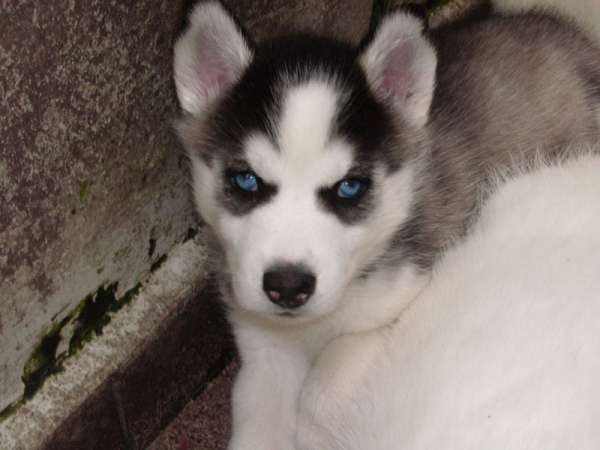 husky-siberiano-10