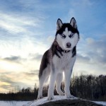 husky-siberiano-11
