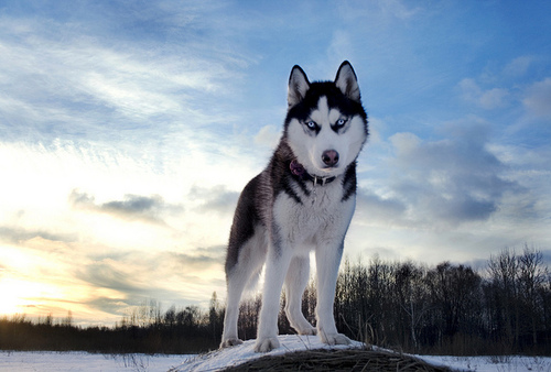 husky-siberiano-11