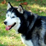 husky-siberiano-12