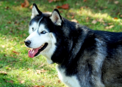 husky-siberiano-12