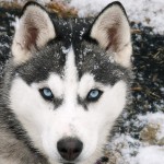 husky-siberiano-2