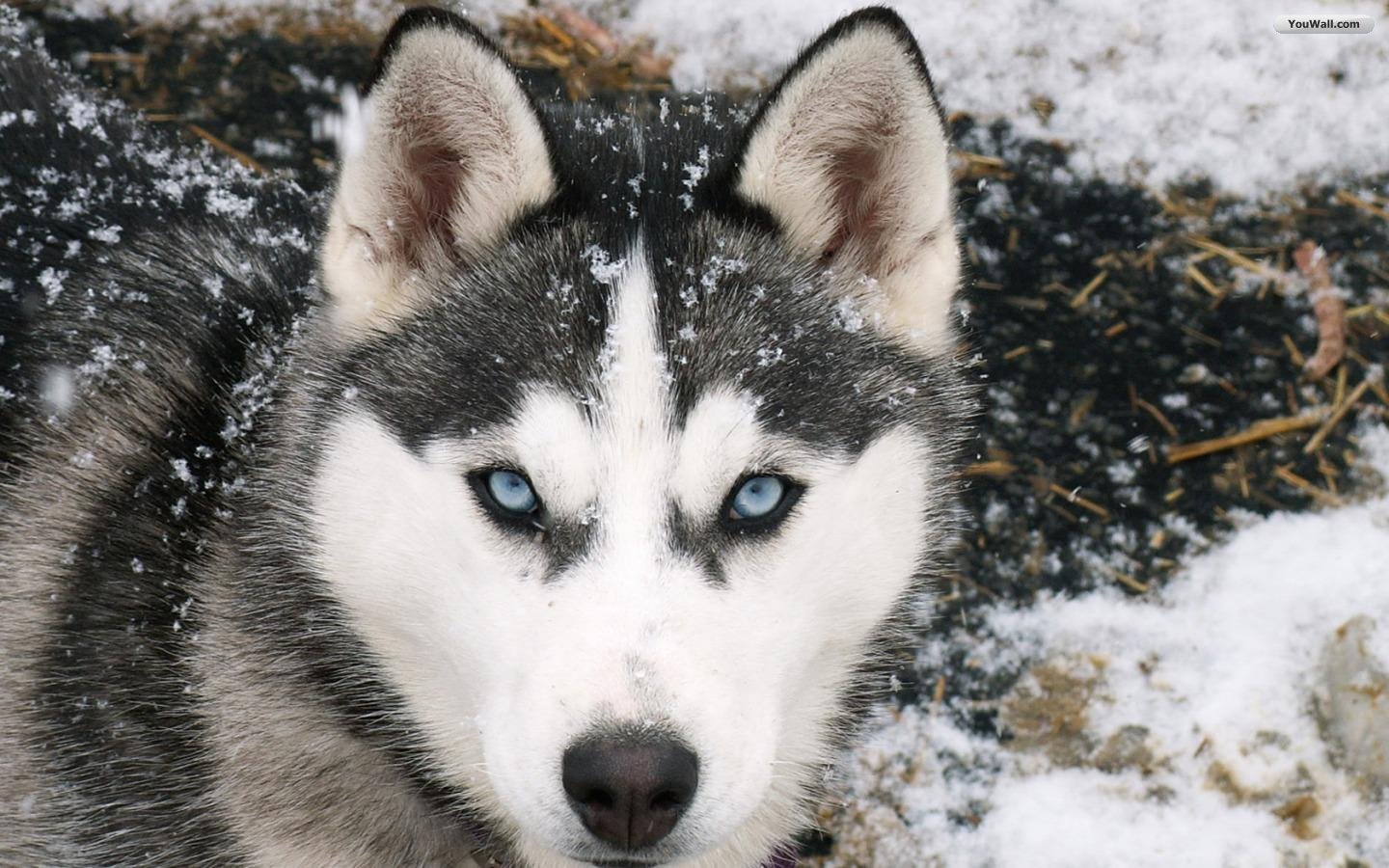 husky-siberiano-2