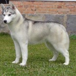 husky-siberiano-3