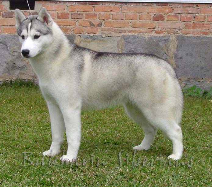 husky-siberiano-3