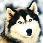 husky-siberiano-4