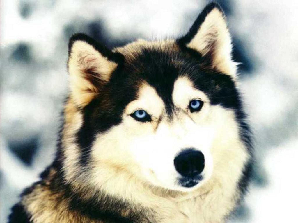 husky-siberiano-4