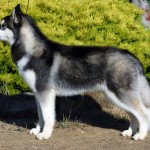 husky-siberiano-5