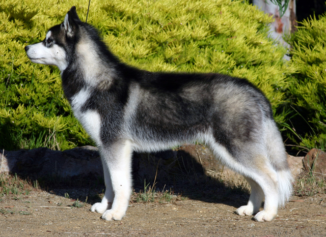 husky-siberiano-5
