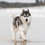 husky-siberiano-6