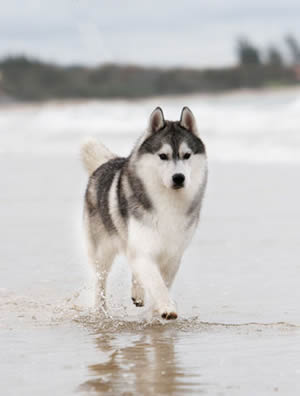 husky-siberiano-6