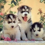 husky-siberiano-7