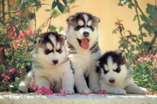 husky-siberiano-7
