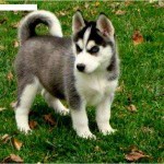 husky-siberiano-8