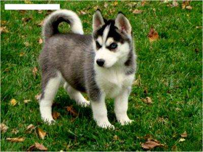 husky-siberiano-8