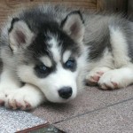 husky-siberiano-9