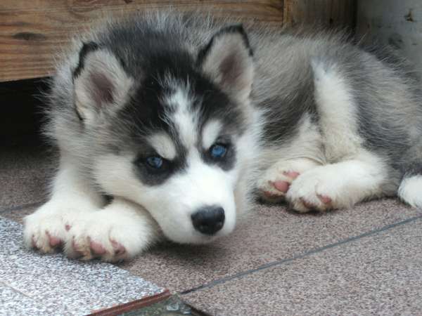 husky-siberiano-9