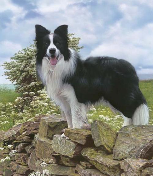 Border Collie