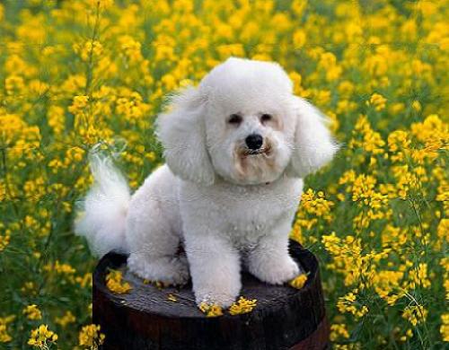 Poodle