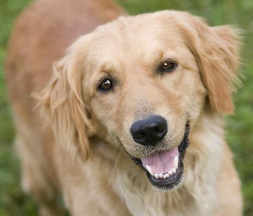 Golden Retriever