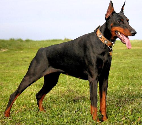 Doberman