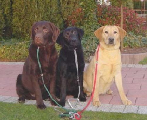 Labrador Retriever