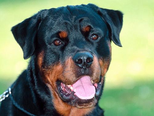 Rottweiler